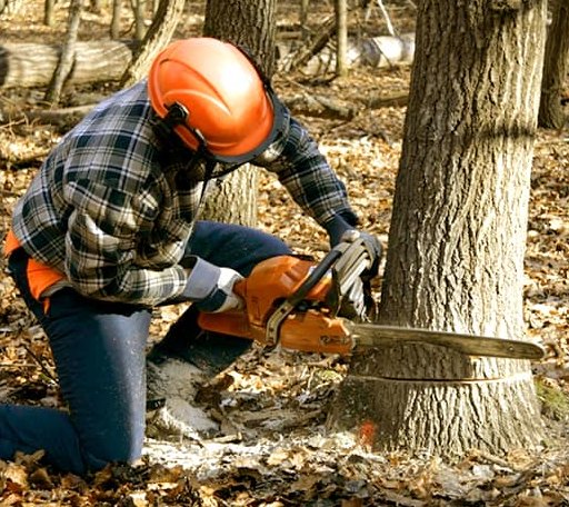 Tree Removal in Hunt, NY